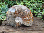 Polished Large Whole "Jigsaw" Cleoniceras Ammonite Fossil x 1 From Tulear, Madagascar - Toprock Gemstones and Minerals 