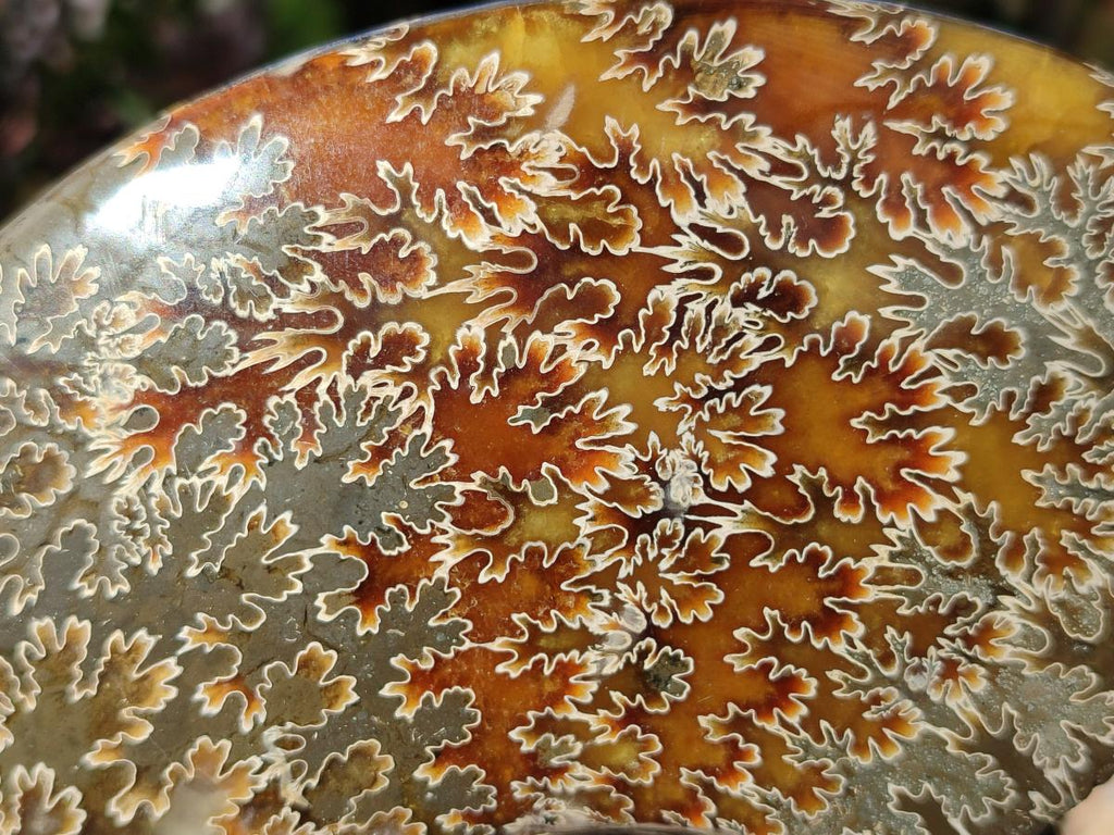 Polished Large Whole "Jigsaw" Cleoniceras Ammonite Fossil x 1 From Tulear, Madagascar - Toprock Gemstones and Minerals 