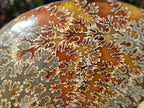 Polished Large Whole "Jigsaw" Cleoniceras Ammonite Fossil x 1 From Tulear, Madagascar - Toprock Gemstones and Minerals 