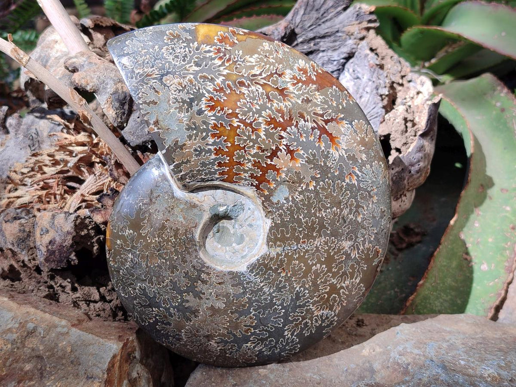 Polished Large Whole "Jigsaw" Cleoniceras Ammonite Fossil x 1 From Tulear, Madagascar - Toprock Gemstones and Minerals 