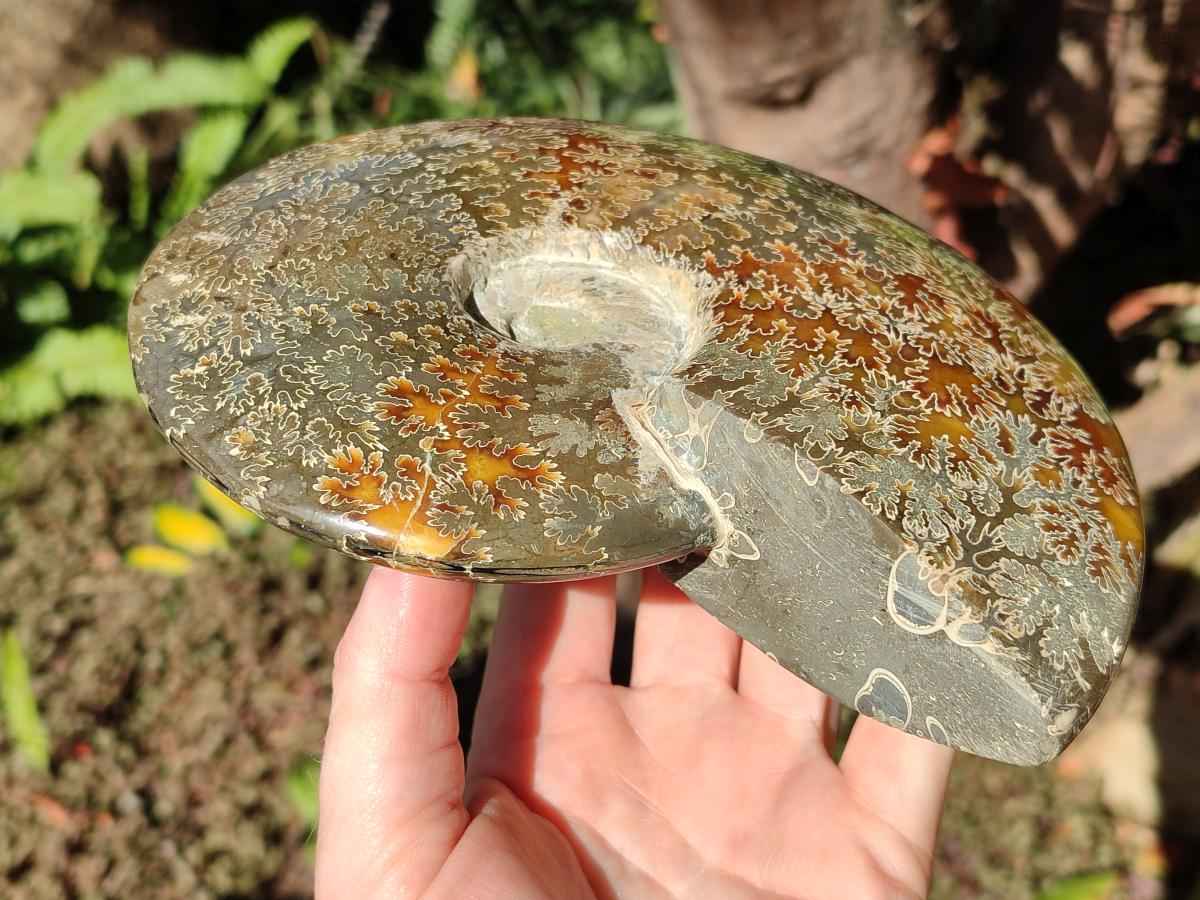 Polished Large Whole "Jigsaw" Cleoniceras Ammonite Fossil x 1 From Tulear, Madagascar - Toprock Gemstones and Minerals 