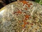 Polished Large Whole "Jigsaw" Cleoniceras Ammonite Fossil x 1 From Tulear, Madagascar - Toprock Gemstones and Minerals 