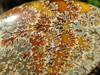 Polished Large Whole "Jigsaw" Cleoniceras Ammonite Fossil x 1 From Tulear, Madagascar - Toprock Gemstones and Minerals 