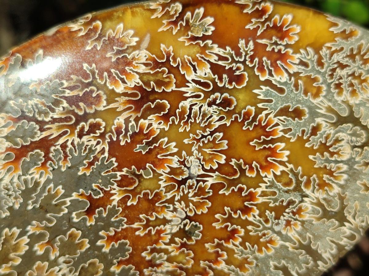 Polished Large Whole "Jigsaw" Cleoniceras Ammonite Fossil x 1 From Tulear, Madagascar - Toprock Gemstones and Minerals 