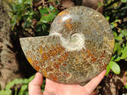 Polished Large Whole "Jigsaw" Cleoniceras Ammonite Fossil x 1 From Tulear, Madagascar - Toprock Gemstones and Minerals 