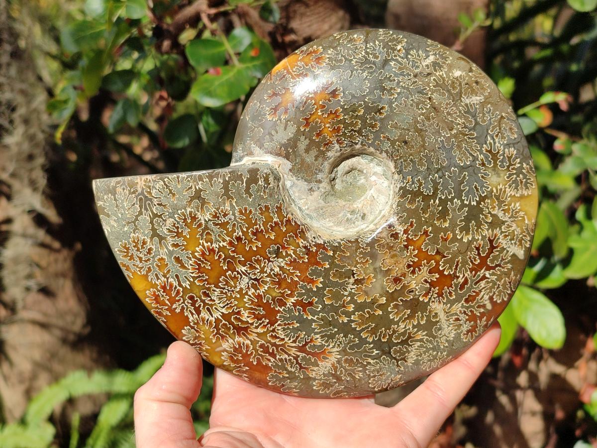Polished Large Whole "Jigsaw" Cleoniceras Ammonite Fossil x 1 From Tulear, Madagascar - Toprock Gemstones and Minerals 