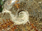 Polished Large Whole "Jigsaw" Cleoniceras Ammonite Fossil x 1 From Tulear, Madagascar - Toprock Gemstones and Minerals 