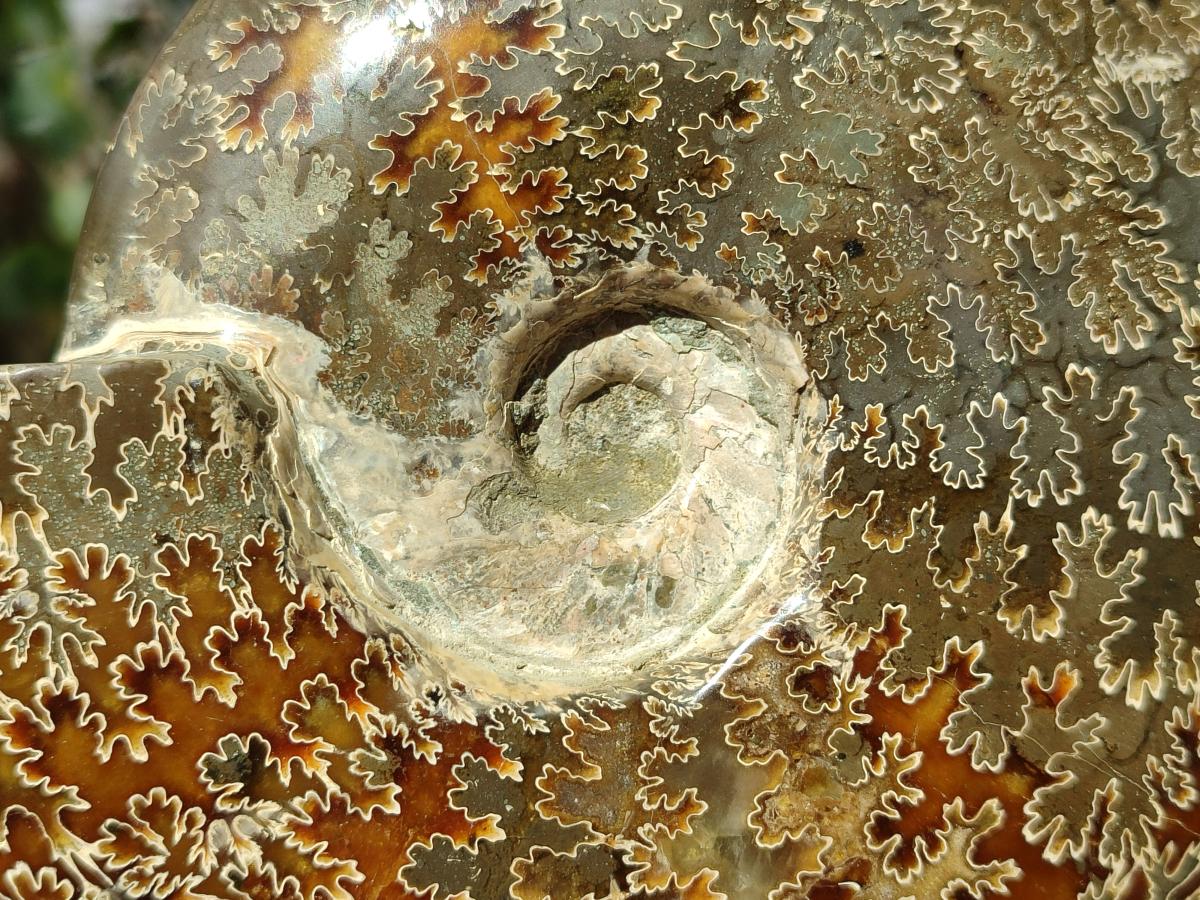 Polished Large Whole "Jigsaw" Cleoniceras Ammonite Fossil x 1 From Tulear, Madagascar - Toprock Gemstones and Minerals 