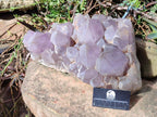 Natural XL Jacaranda Amethyst Cluster x 1 From Mumbwa, Zambia - Toprock Gemstones and Minerals 