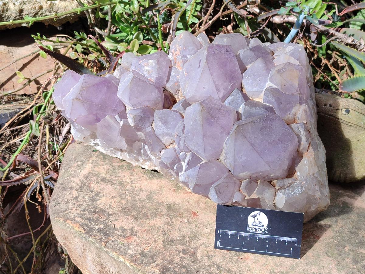 Natural XL Jacaranda Amethyst Cluster x 1 From Mumbwa, Zambia - Toprock Gemstones and Minerals 