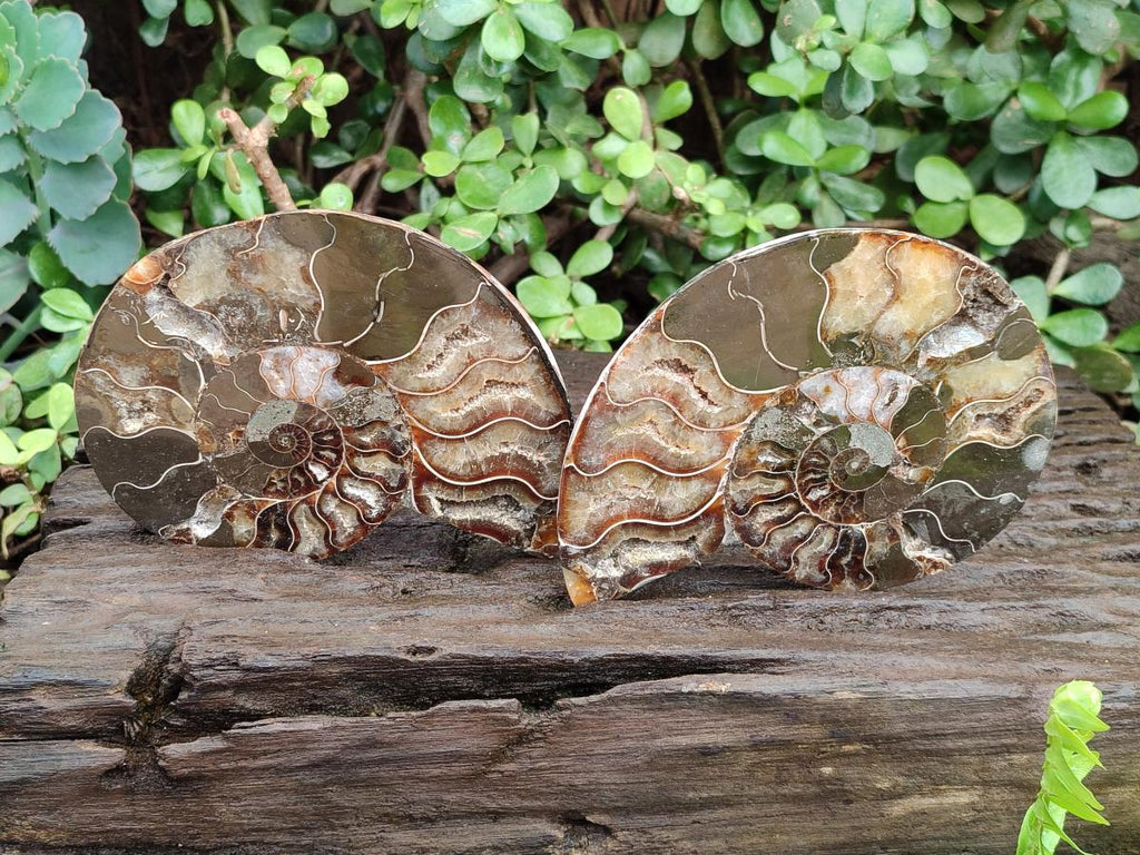 Polished and Natural Cleoniceras Ammonite Fossil Pairs x 2 From Tulear, Madagascar - Toprock Gemstones and Minerals 