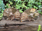 Polished and Natural Cleoniceras Ammonite Fossil Pairs x 2 From Tulear, Madagascar - Toprock Gemstones and Minerals 
