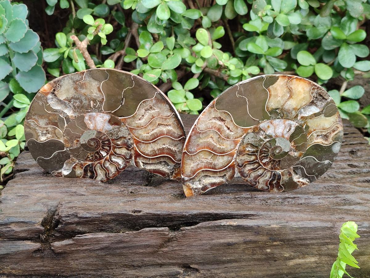 Polished and Natural Cleoniceras Ammonite Fossil Pairs x 2 From Tulear, Madagascar - Toprock Gemstones and Minerals 
