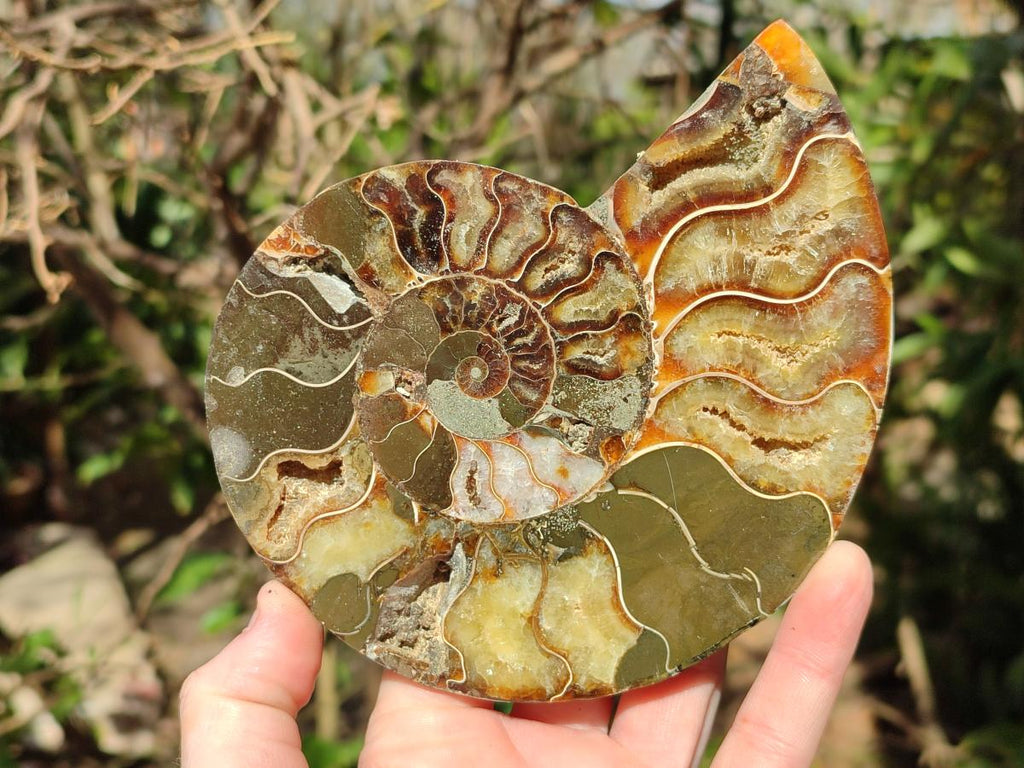 Polished and Natural Cleoniceras Ammonite Fossil Pairs x 2 From Tulear, Madagascar - Toprock Gemstones and Minerals 