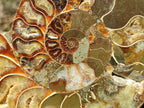 Polished and Natural Cleoniceras Ammonite Fossil Pairs x 2 From Tulear, Madagascar - Toprock Gemstones and Minerals 