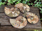 Polished and Natural Cleoniceras Ammonite Fossil Pairs x 2 From Tulear, Madagascar - Toprock Gemstones and Minerals 