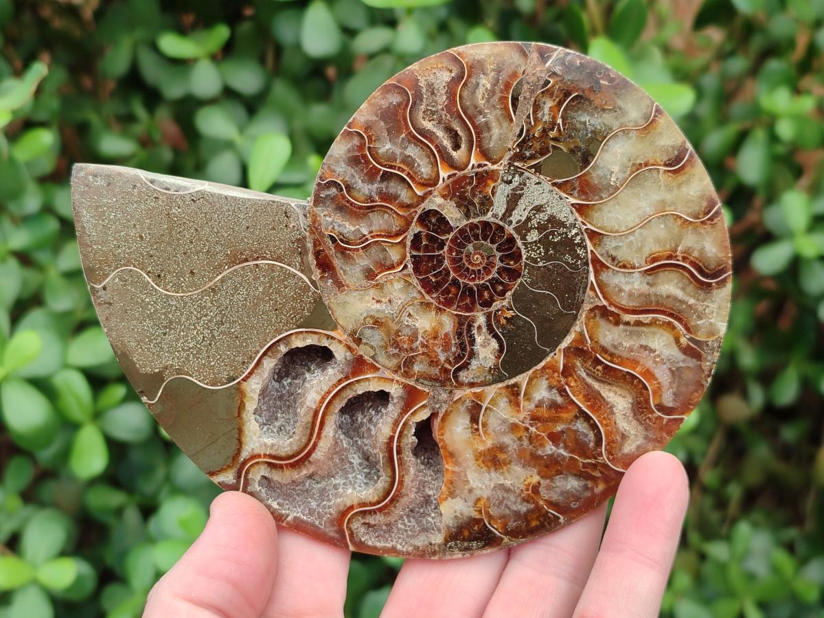 Polished and Natural Cleoniceras Ammonite Fossil Pairs x 2 From Tulear, Madagascar - Toprock Gemstones and Minerals 