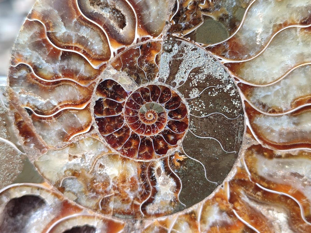 Polished and Natural Cleoniceras Ammonite Fossil Pairs x 2 From Tulear, Madagascar - Toprock Gemstones and Minerals 