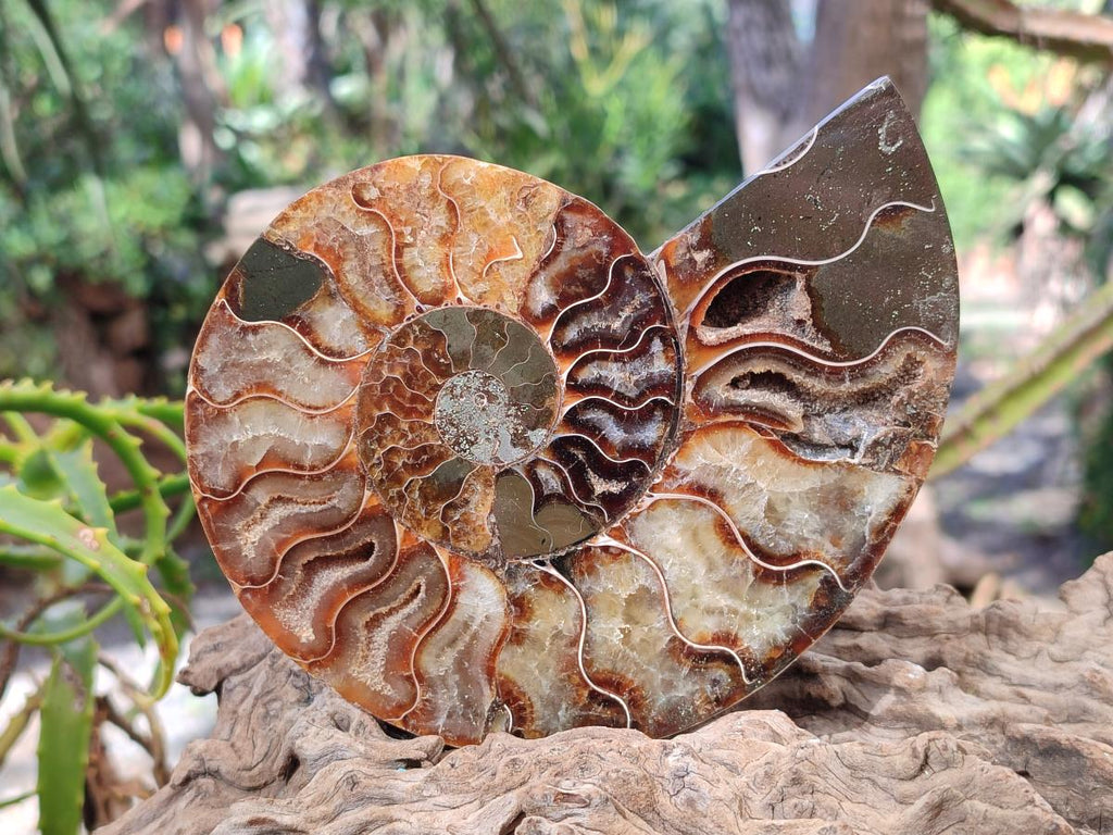 Polished and Natural Cleoniceras Ammonite Fossil Pairs x 2 From Tulear, Madagascar - Toprock Gemstones and Minerals 