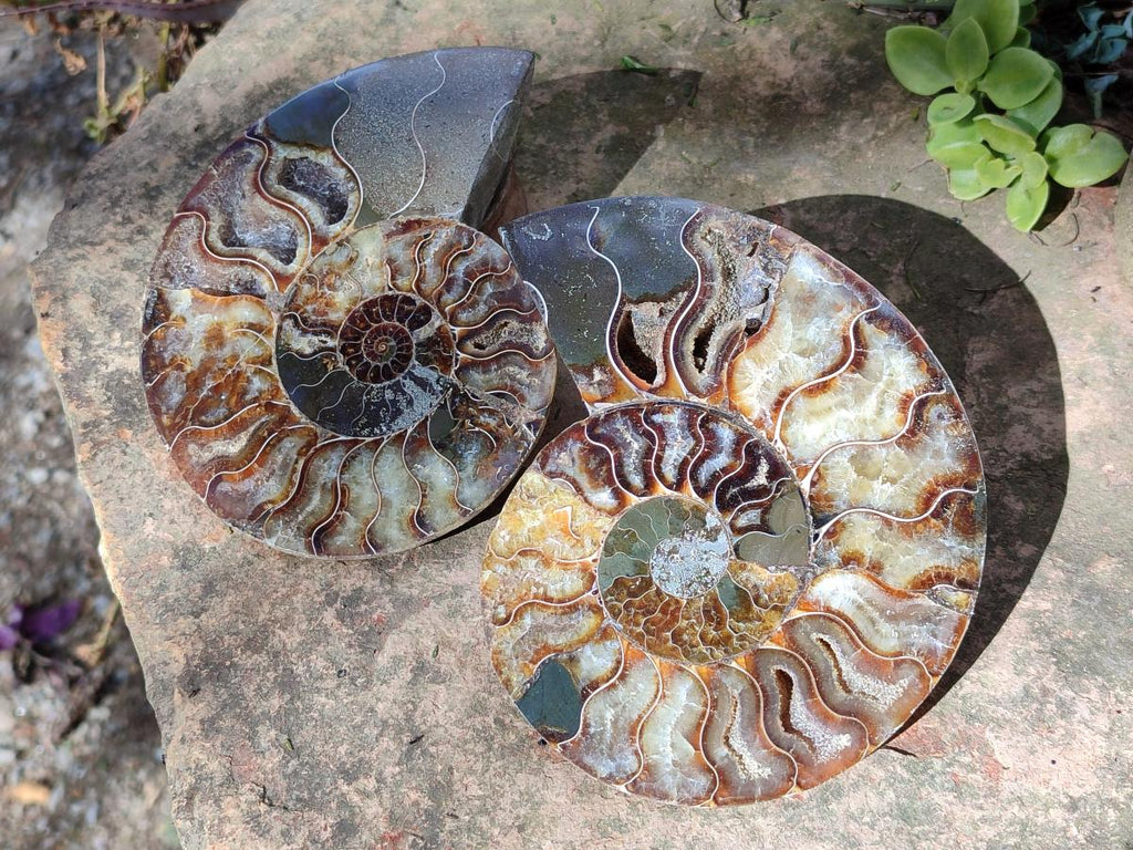 Polished and Natural Cleoniceras Ammonite Fossil Pairs x 2 From Tulear, Madagascar - Toprock Gemstones and Minerals 