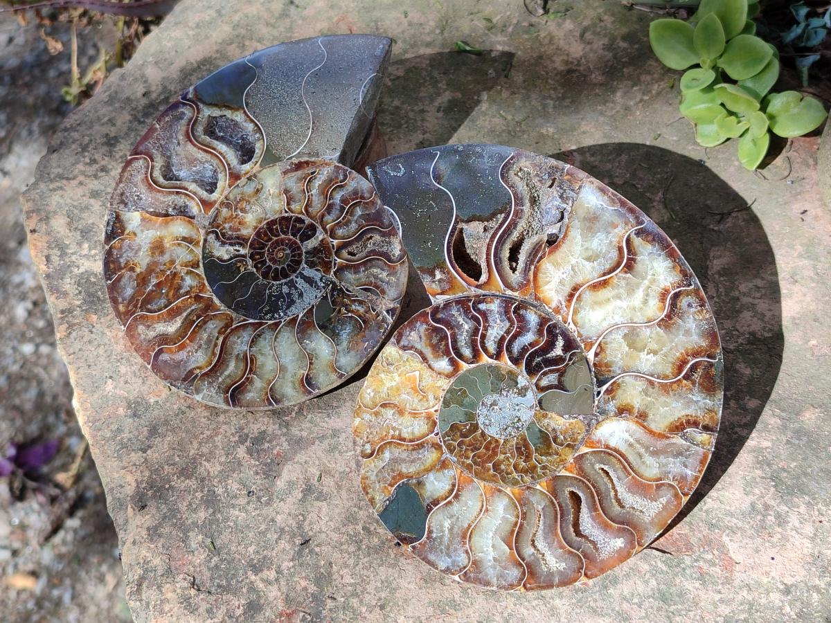 Polished and Natural Cleoniceras Ammonite Fossil Pairs x 2 From Tulear, Madagascar - Toprock Gemstones and Minerals 