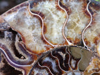 Polished and Natural Cleoniceras Ammonite Fossil Pairs x 2 From Tulear, Madagascar - Toprock Gemstones and Minerals 