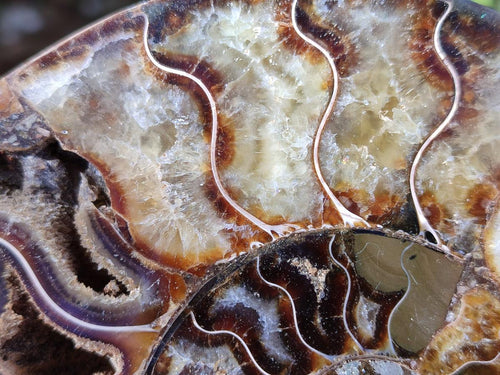 Polished and Natural Cleoniceras Ammonite Fossil Pairs x 2 From Tulear, Madagascar - Toprock Gemstones and Minerals 