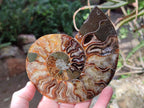 Polished and Natural Cleoniceras Ammonite Fossil Pairs x 2 From Tulear, Madagascar - Toprock Gemstones and Minerals 