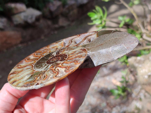 Polished and Natural Cleoniceras Ammonite Fossil Pairs x 2 From Tulear, Madagascar - Toprock Gemstones and Minerals 