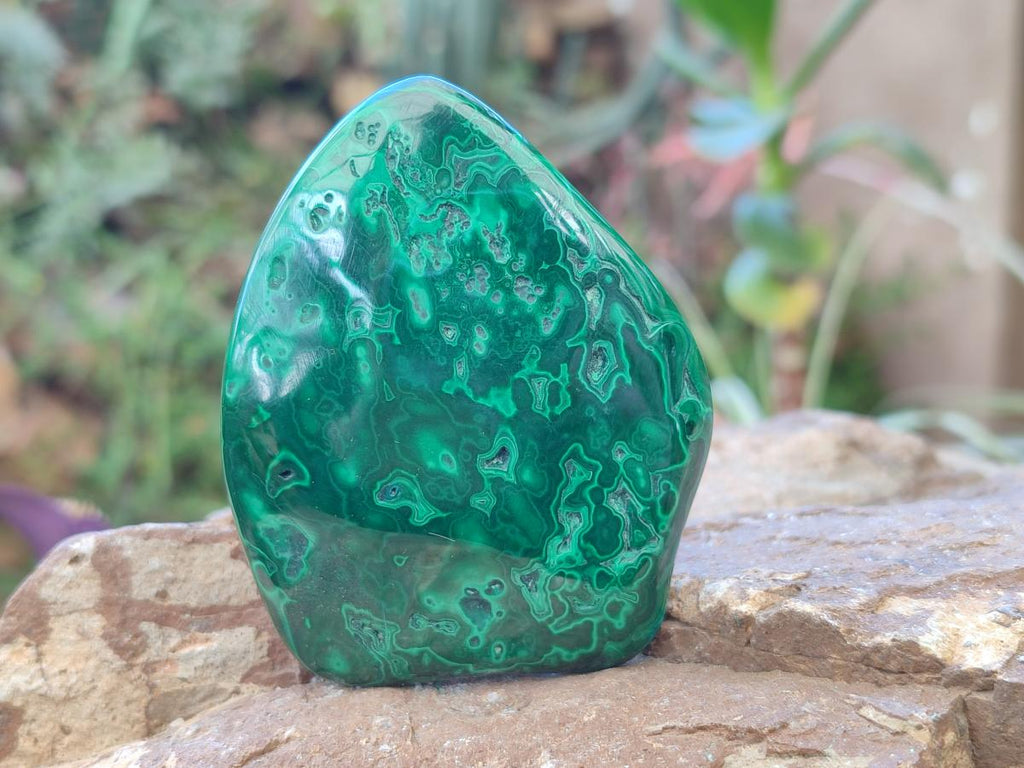 Polished Flower Banded Malachite Free Forms x 6 From Congo - Toprock Gemstones and Minerals 