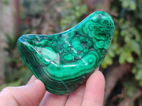 Polished Flower Banded Malachite Free Forms x 6 From Congo - Toprock Gemstones and Minerals 