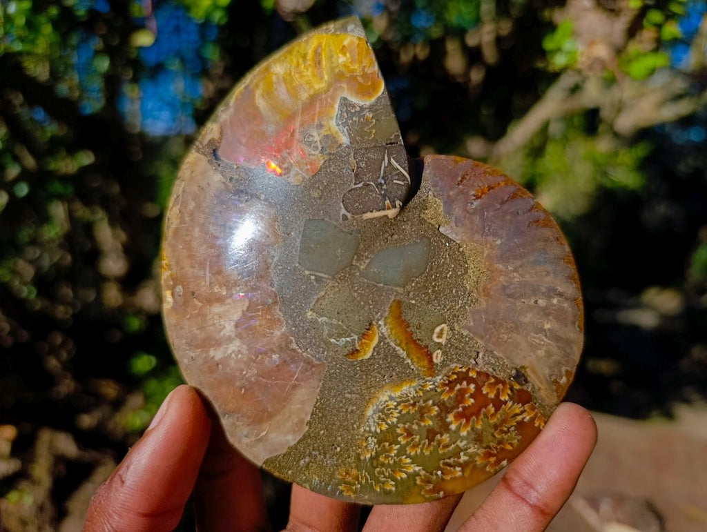 Polished and Natural Cleoniceras Ammonite Fossil Pairs x 3 From Tulear, Madagascar - Toprock Gemstones and Minerals 