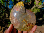 Polished and Natural Cleoniceras Ammonite Fossil Pairs x 3 From Tulear, Madagascar - Toprock Gemstones and Minerals 