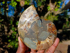 Polished and Natural Cleoniceras Ammonite Fossil Pairs x 3 From Tulear, Madagascar - Toprock Gemstones and Minerals 