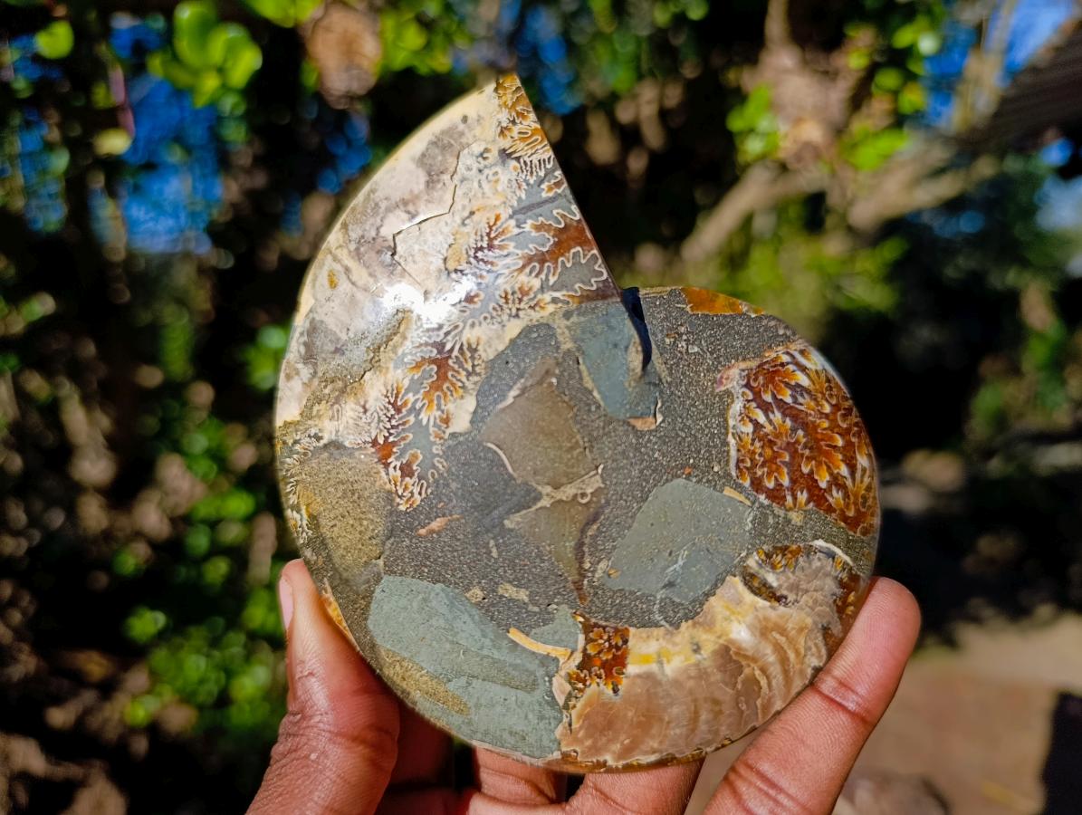 Polished and Natural Cleoniceras Ammonite Fossil Pairs x 3 From Tulear, Madagascar - Toprock Gemstones and Minerals 
