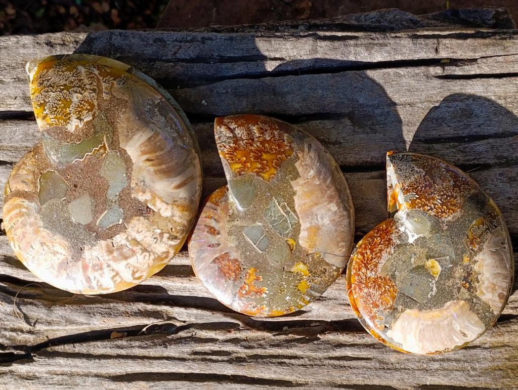 Polished and Natural Cleoniceras Ammonite Fossil Pairs x 3 From Tulear, Madagascar - Toprock Gemstones and Minerals 