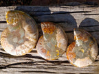 Polished and Natural Cleoniceras Ammonite Fossil Pairs x 3 From Tulear, Madagascar - Toprock Gemstones and Minerals 