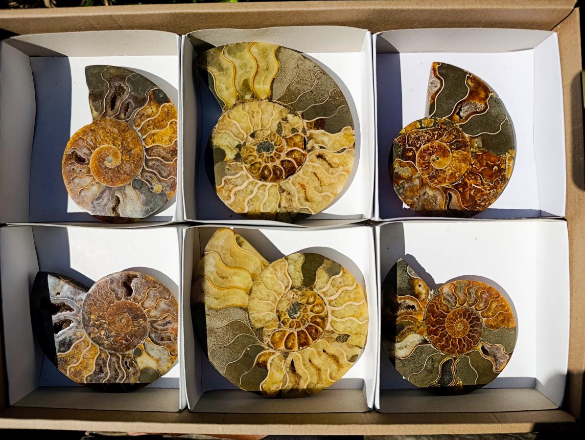 Polished and Natural Cleoniceras Ammonite Fossil Pairs x 3 From Tulear, Madagascar - Toprock Gemstones and Minerals 