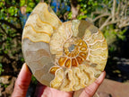 Polished and Natural Cleoniceras Ammonite Fossil Pairs x 3 From Tulear, Madagascar - Toprock Gemstones and Minerals 