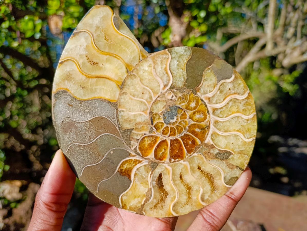 Polished and Natural Cleoniceras Ammonite Fossil Pairs x 3 From Tulear, Madagascar - Toprock Gemstones and Minerals 