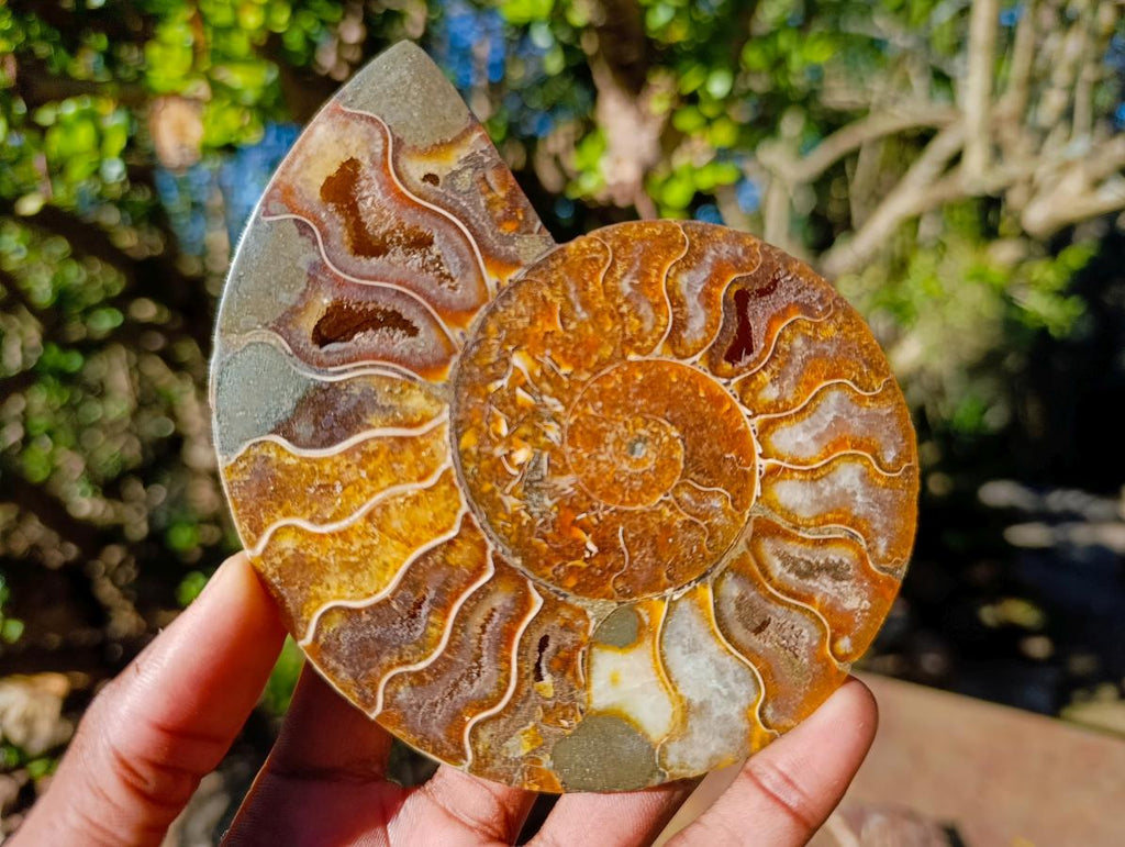 Polished and Natural Cleoniceras Ammonite Fossil Pairs x 3 From Tulear, Madagascar - Toprock Gemstones and Minerals 