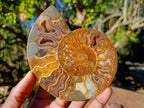 Polished and Natural Cleoniceras Ammonite Fossil Pairs x 3 From Tulear, Madagascar - Toprock Gemstones and Minerals 