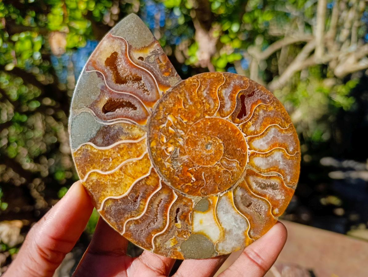 Polished and Natural Cleoniceras Ammonite Fossil Pairs x 3 From Tulear, Madagascar - Toprock Gemstones and Minerals 