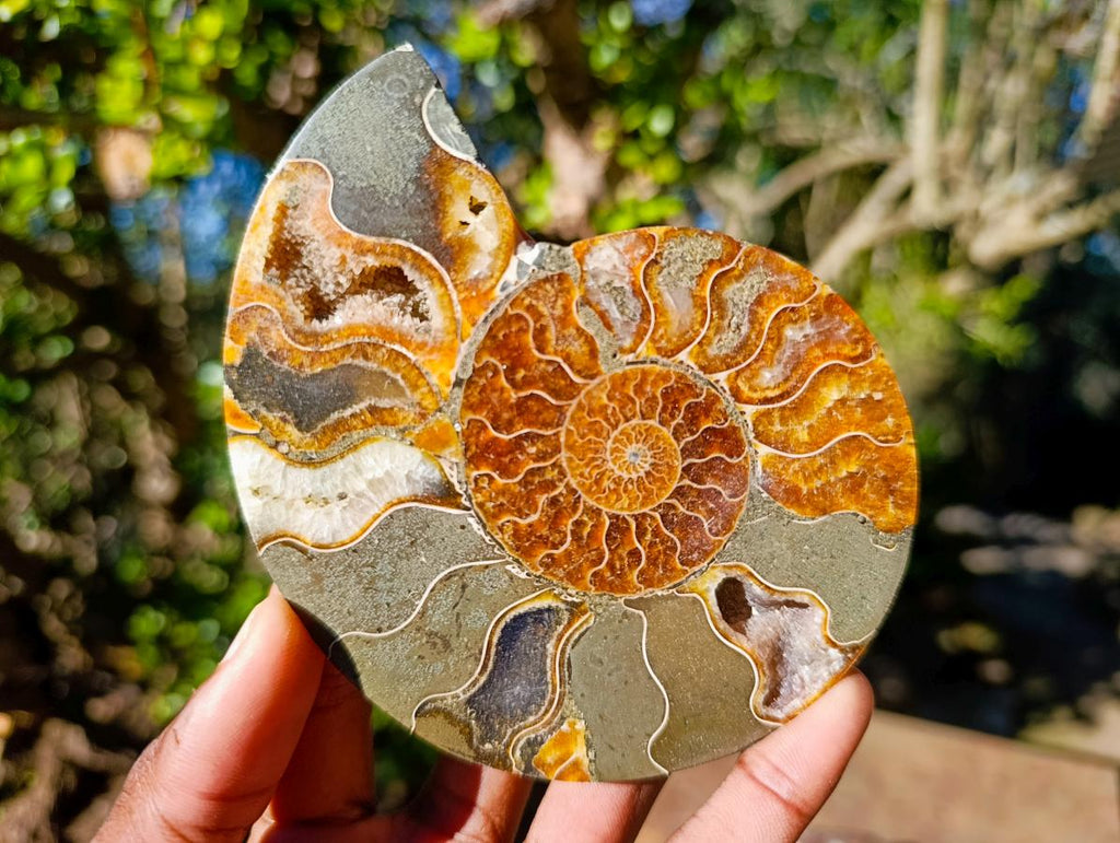 Polished and Natural Cleoniceras Ammonite Fossil Pairs x 3 From Tulear, Madagascar - Toprock Gemstones and Minerals 