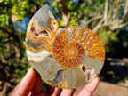 Polished and Natural Cleoniceras Ammonite Fossil Pairs x 3 From Tulear, Madagascar - Toprock Gemstones and Minerals 