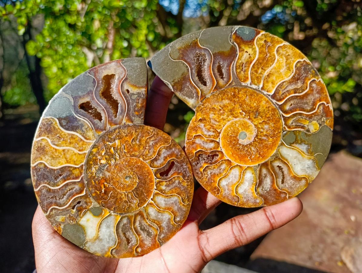Polished and Natural Cleoniceras Ammonite Fossil Pairs x 3 From Tulear, Madagascar - Toprock Gemstones and Minerals 
