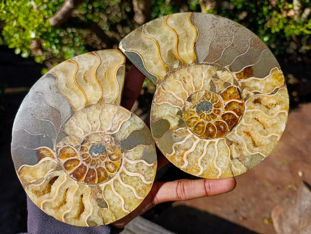 Polished and Natural Cleoniceras Ammonite Fossil Pairs x 3 From Tulear, Madagascar - Toprock Gemstones and Minerals 