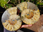 Polished and Natural Cleoniceras Ammonite Fossil Pairs x 3 From Tulear, Madagascar - Toprock Gemstones and Minerals 