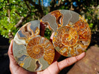Polished and Natural Cleoniceras Ammonite Fossil Pairs x 3 From Tulear, Madagascar - Toprock Gemstones and Minerals 