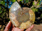 Polished and Natural Cleoniceras Ammonite Fossil Pairs x 3 From Tulear, Madagascar - Toprock Gemstones and Minerals 